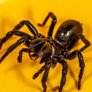 ЧИПСОНЧИКИ