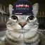 cat verstappen