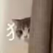 花大猫不知道哦