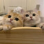 小焱