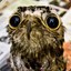 Potoo Bird