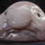 ShishKebub
