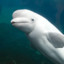 Pale_Dolphin