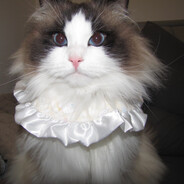 她说肚子是吃圆的