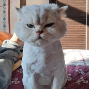 m1leket avatar