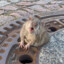 Neighborhood_Rat