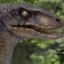 Velociraptor