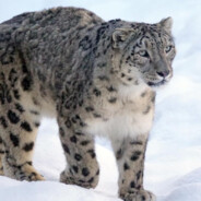 你想和雪豹比划一下吗