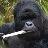 Taco de barbacoa 🌮