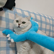 王十七别再吃了