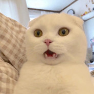 加油我滴心上人