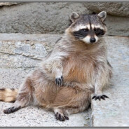 Ну да выходит...