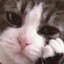 Little paws