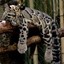 Clouded Leopard