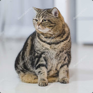 Logan the Cat