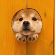 猪咪变成猫啦7.