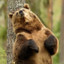 Bear_overlord