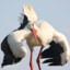 STORK