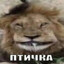 попуГЕЙ