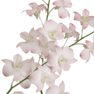 бенгереньг