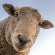 beeeee - steam id 76561199304692011