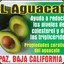 Aguacate.Sideral_G2A
