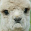 sad Llama :(