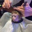 Mogging Monke