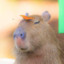 capybaras