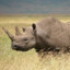 GB Rhino