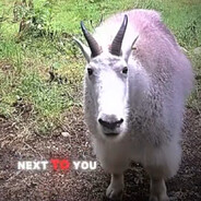 Солевая Курва