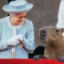 Saint Capybara