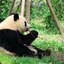 PandaTV.鑫爷1982/小妹喝茅台