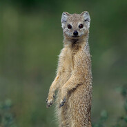 Реакция Мангуста