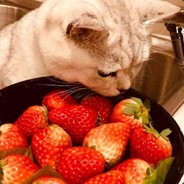 爱吃鱼的王冷冷