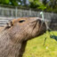 Lvl 1 Capybara