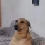 el cinqo