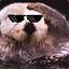 You Otter Deal With It