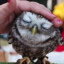 ★*FluffyOwl*★