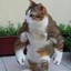 hench cat