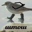 штош