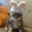 кунимастер