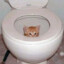 ToiletCat