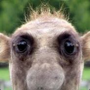 Coati♔