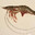 LePrawn James
