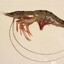 LePrawn James