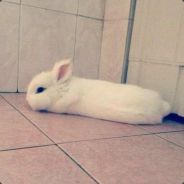 雨落蛙头草先生