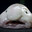 DumbFish