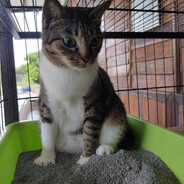 Bomb drop你福壽與天齊