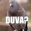 DUVA?